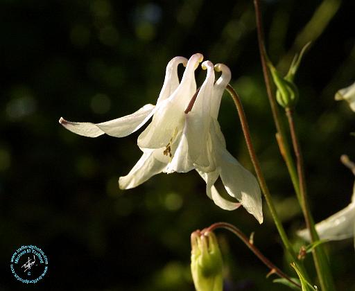 Flowers 8T98D-07.JPG